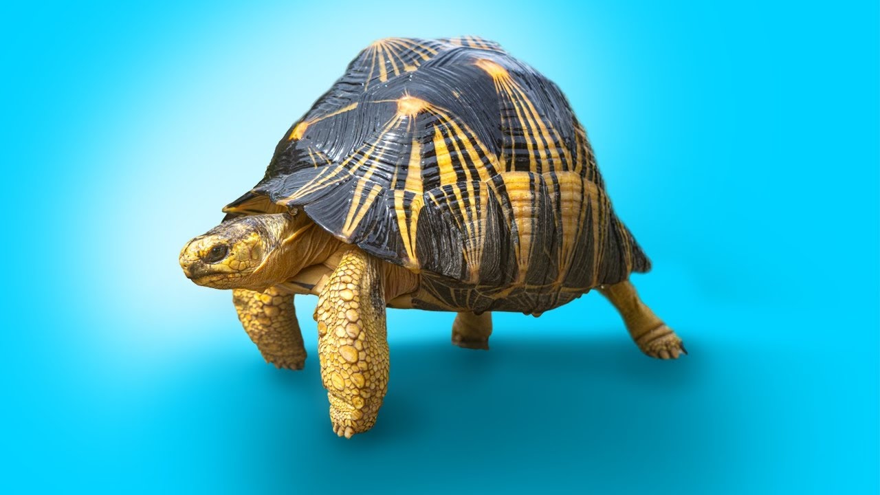 Экскурсия в секретный Черепаший сад в самом сердце Англии!