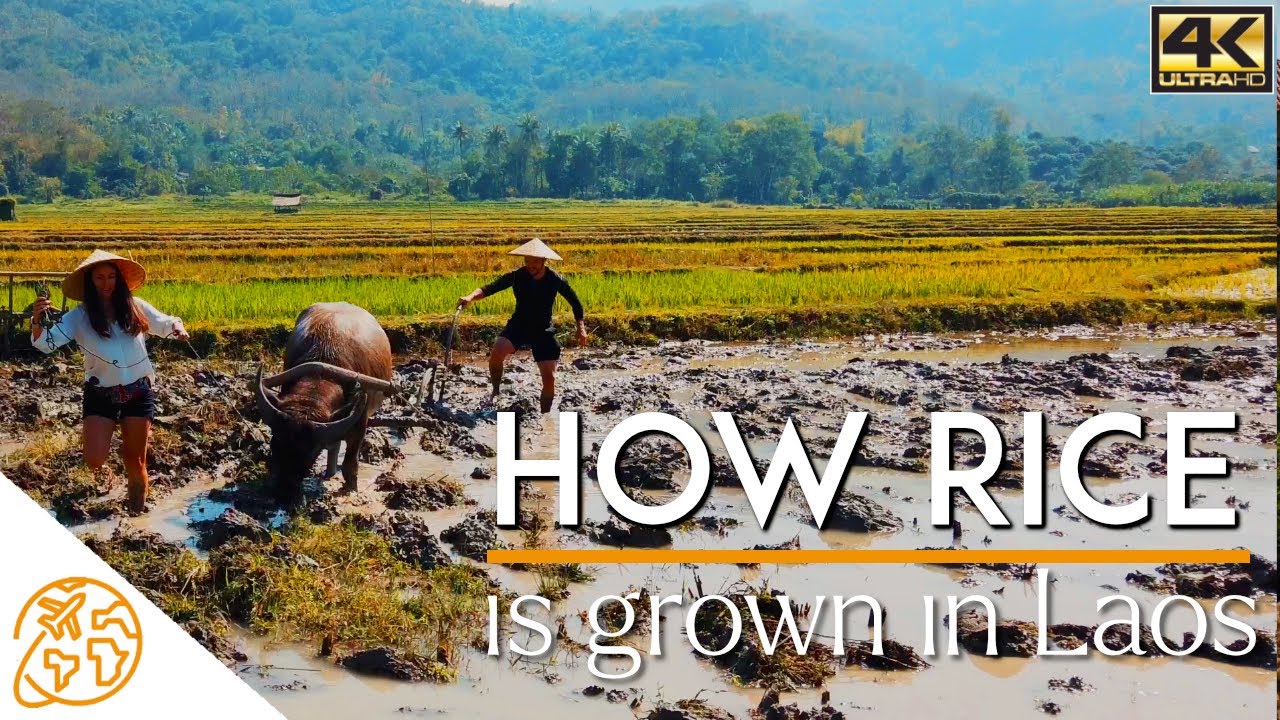 Как выращивают и собирают рис Living Land Luang Prabang Laos