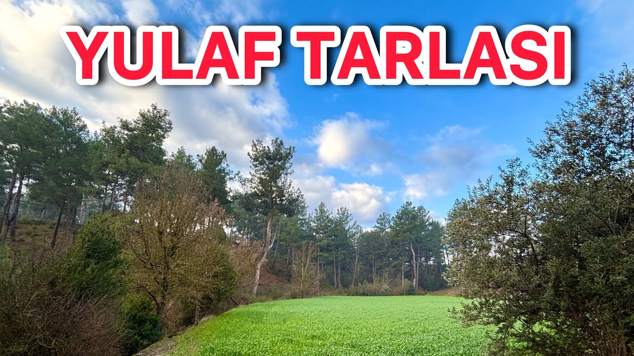 Köyümüzdeki Yulaf Tarlamızın Muhteşem Görüntüsü