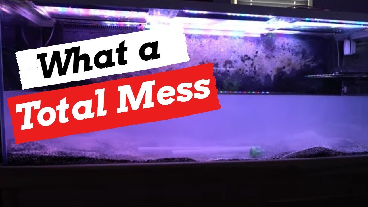Aquarium Water Clarity [TIME LAPSE SEACHEM PURIGEN TREATMENT!] - Did it Work?