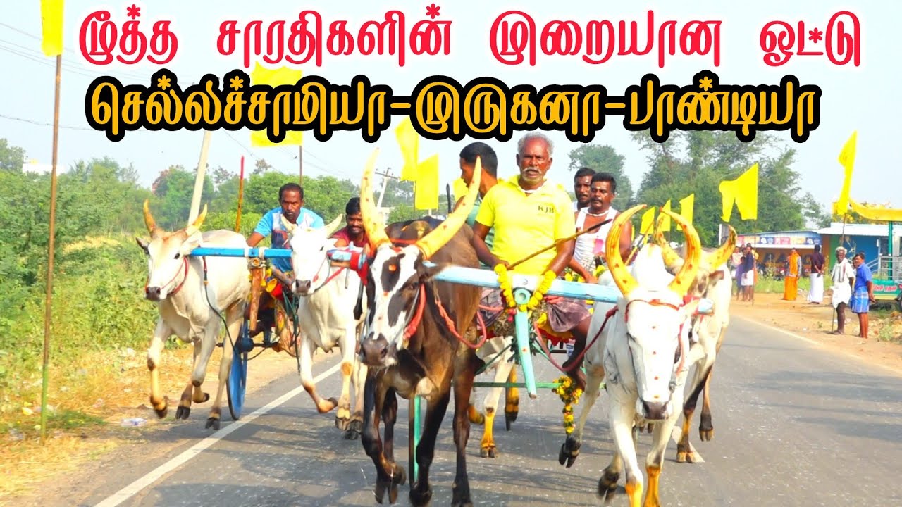 2 இராமநாதபுரம் மாவட்டம் திம்மநாதபுரம் பூஞ்சிட்டு முதல் சுற்று பந்தயம் 08-02-2026