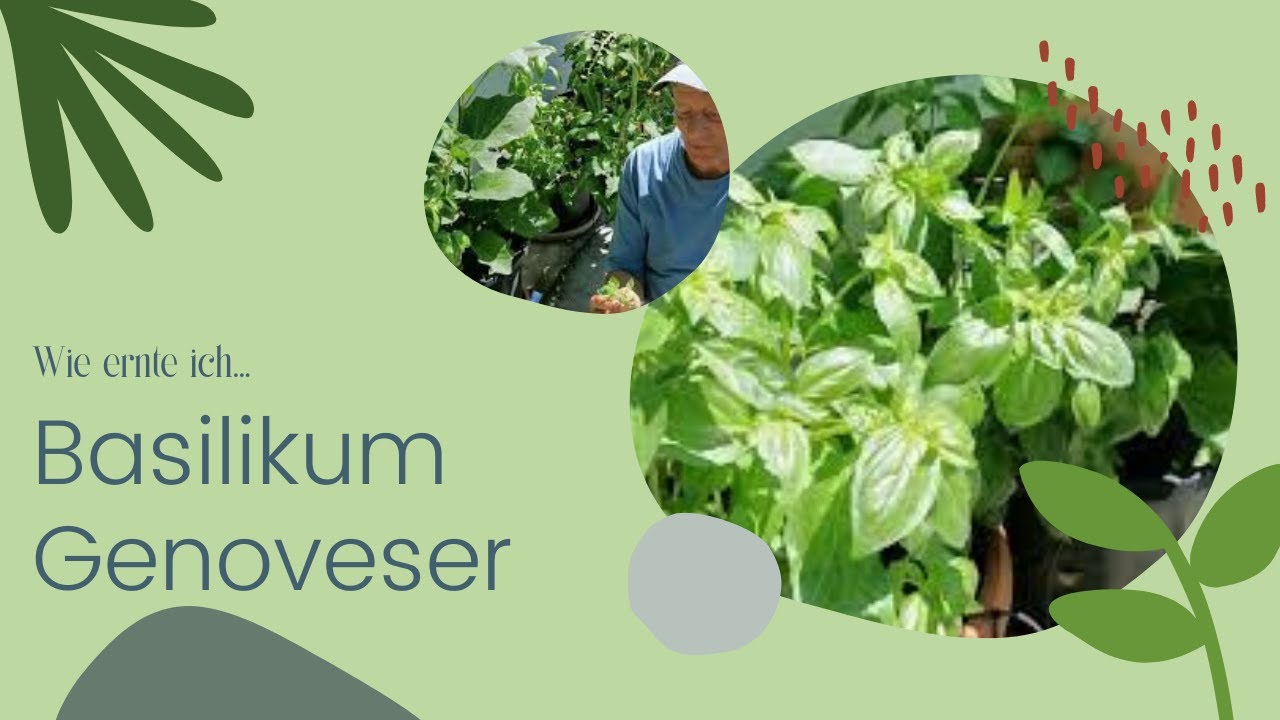 Wie ernte ich Basilikum Genoveser