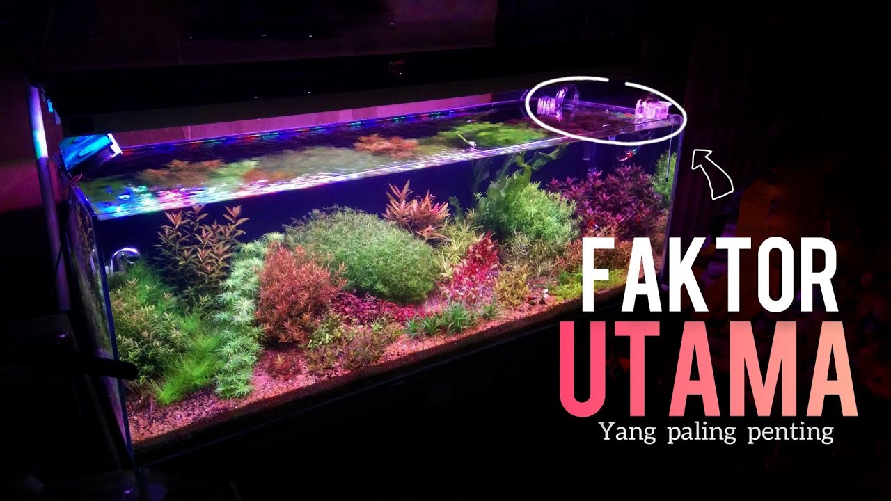 Hal Yang Paling Diutamakan Sebelum Kalian Memulai Hobi Aquascape !!! Dutch Style 37 hari