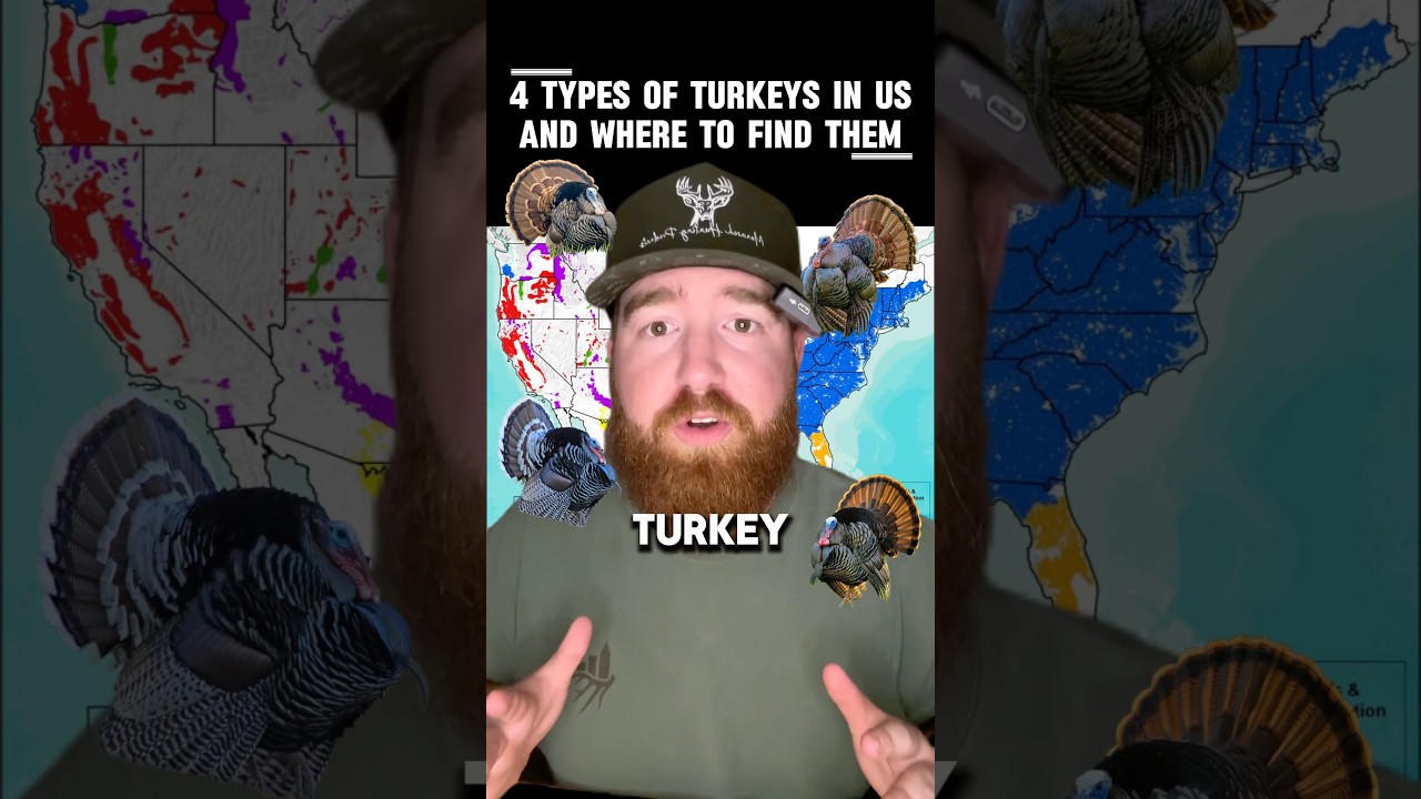 4 TYPES OF TURKEYS IN THE US AND WHERE TO FIND THEM! #hunting #turkeyhunting
