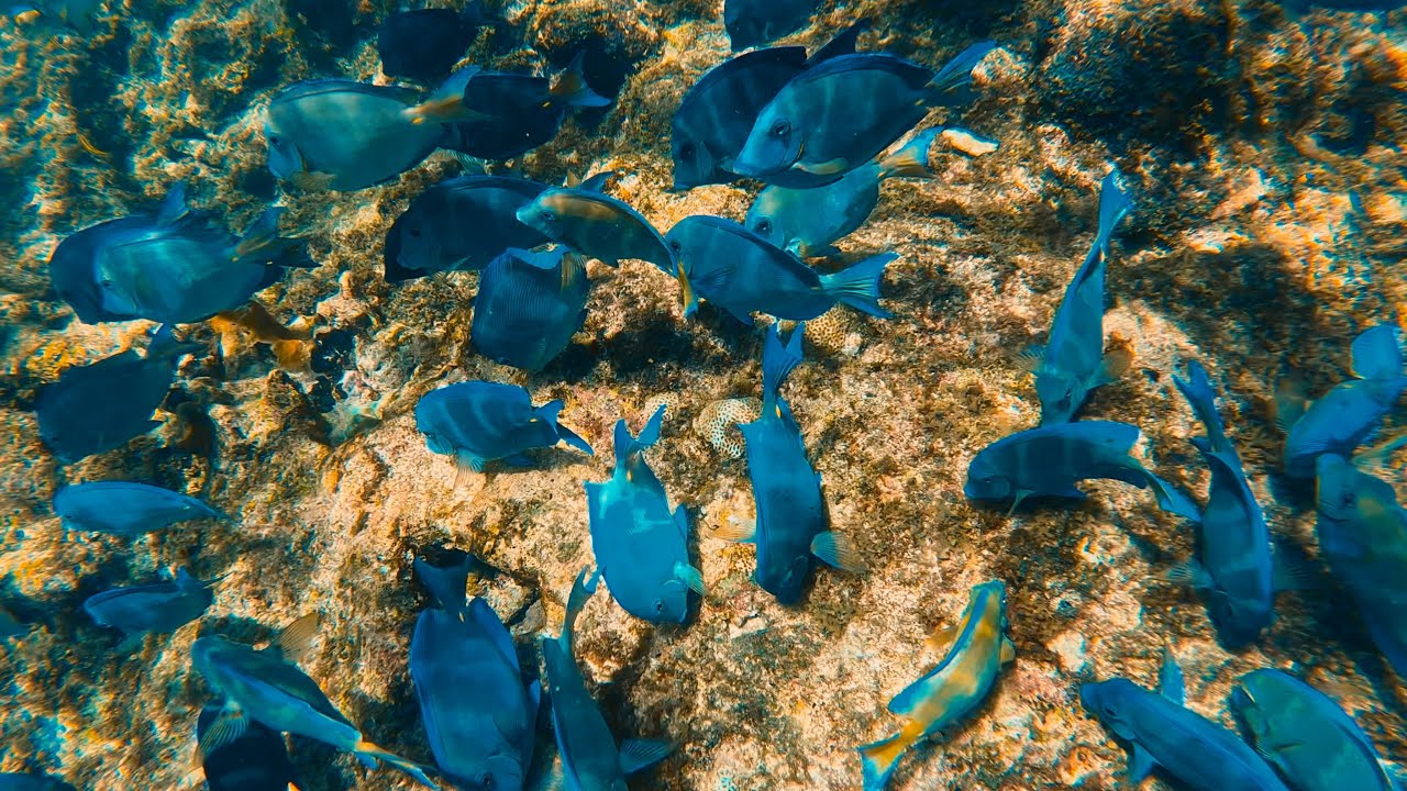 Snorkeling in Cura&ccedil;ao 🇨🇼 | Exploring the Caribbean Underwater World
