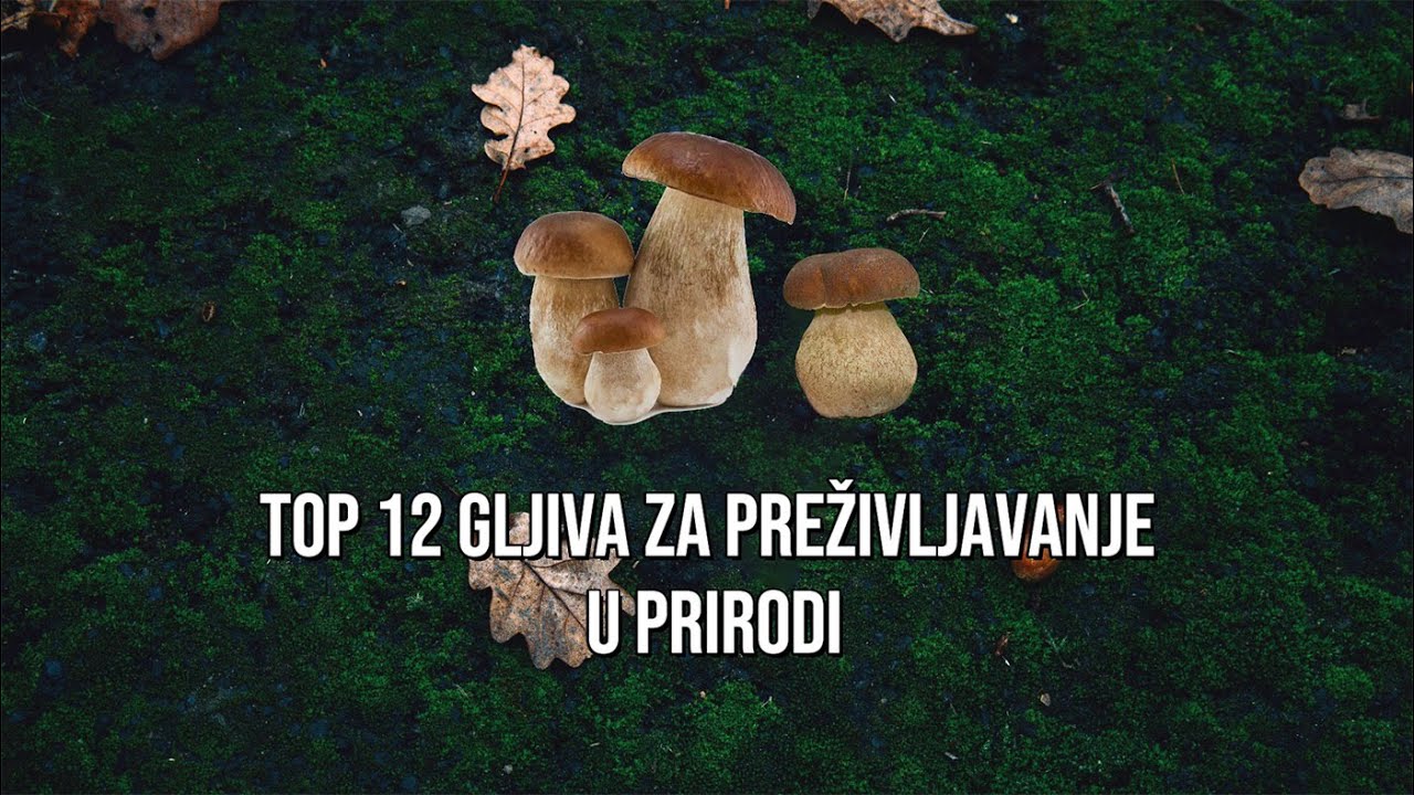 Top 12 Gljiva za Preživljavanje u Prirodi
