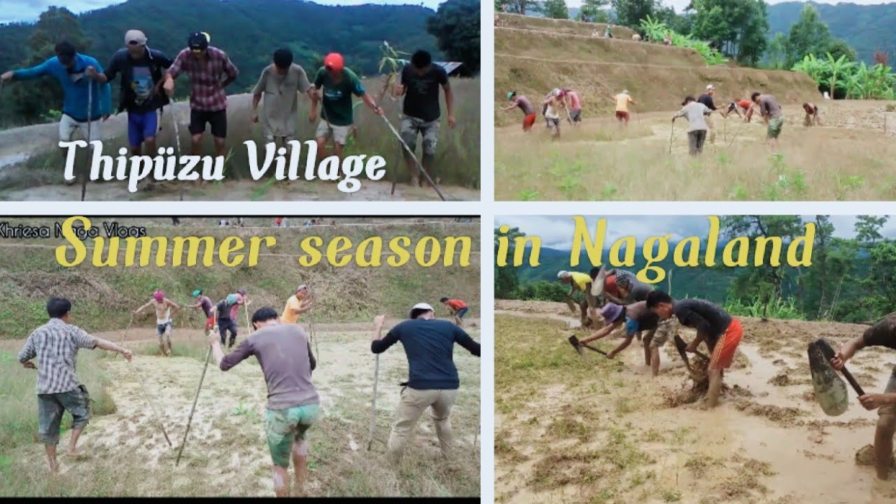 Farmers of Thipüzu Village|Paddy Field|Nimok power|Summer season in Nagaland @khriesanagavlogs9887