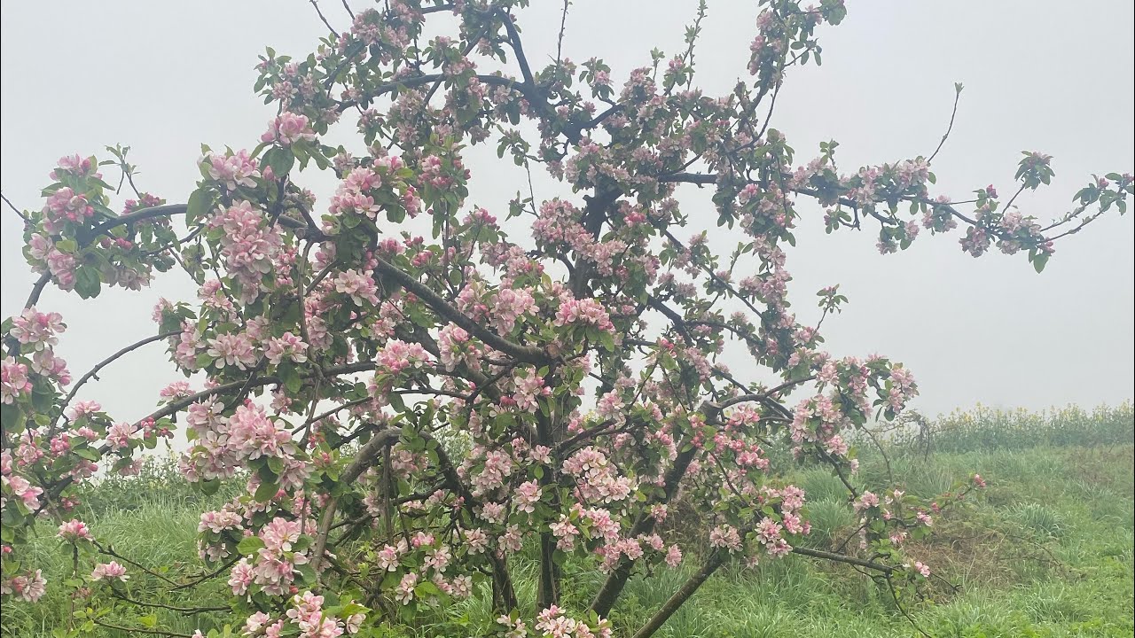 Wet misty walk throughout Scotland