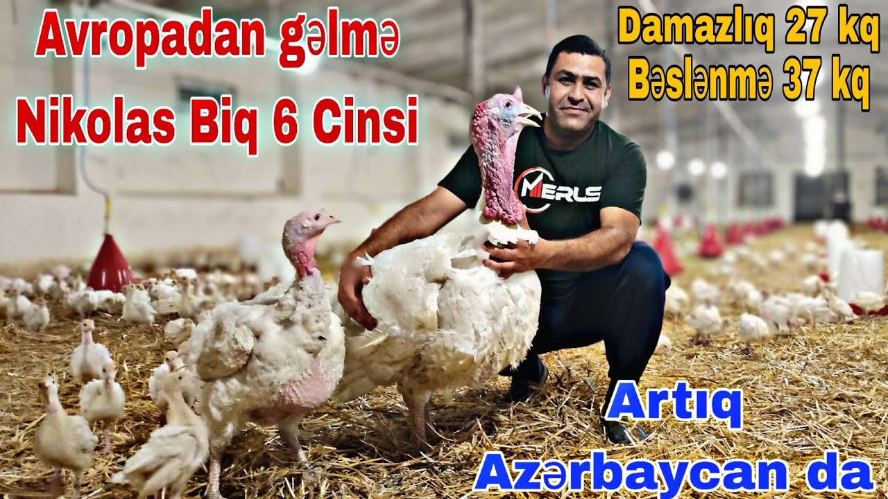 Avropadan gəlmə Nikolas Biq 6 Cinsi Hindqusu #hinduska