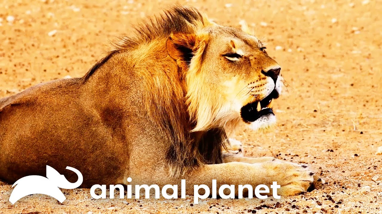 Forrest Goes to Zimbabwe To Track Down the Legendary Cave Lion! | Extinct or Alive | Animal Planet
