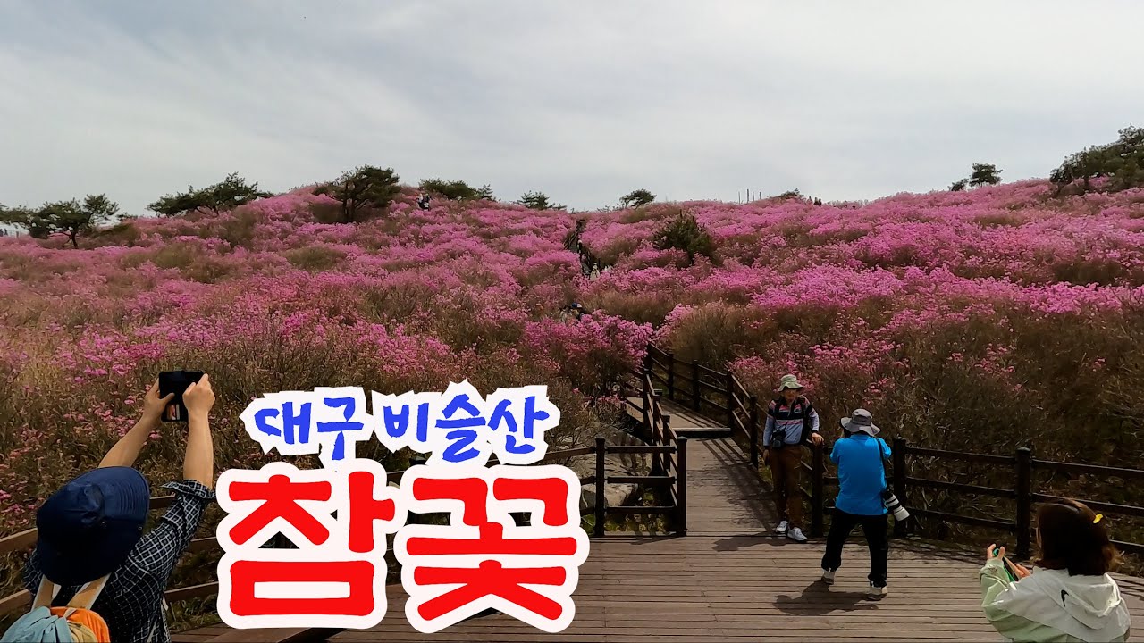 대구 비슬산 참꽃  /  걷는 길이 정말 좋았던 비슬산  /  참꽃축제 전면취소,  투어버스와 자연휴양림 - 대견사, 유가사일원 등산로 출입가능   /  2024.  4. 17