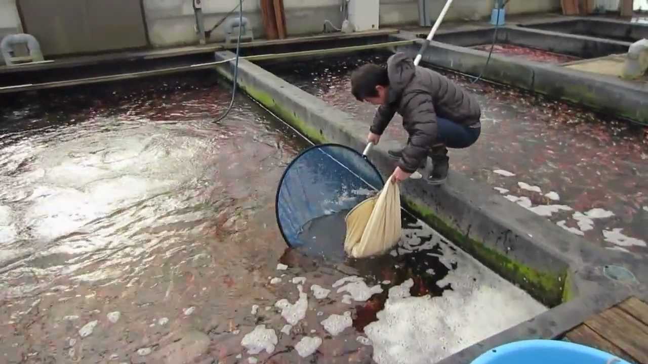 Niigata Japan Koi Fish Farm Tour - Breeder: Kase Koi Farm