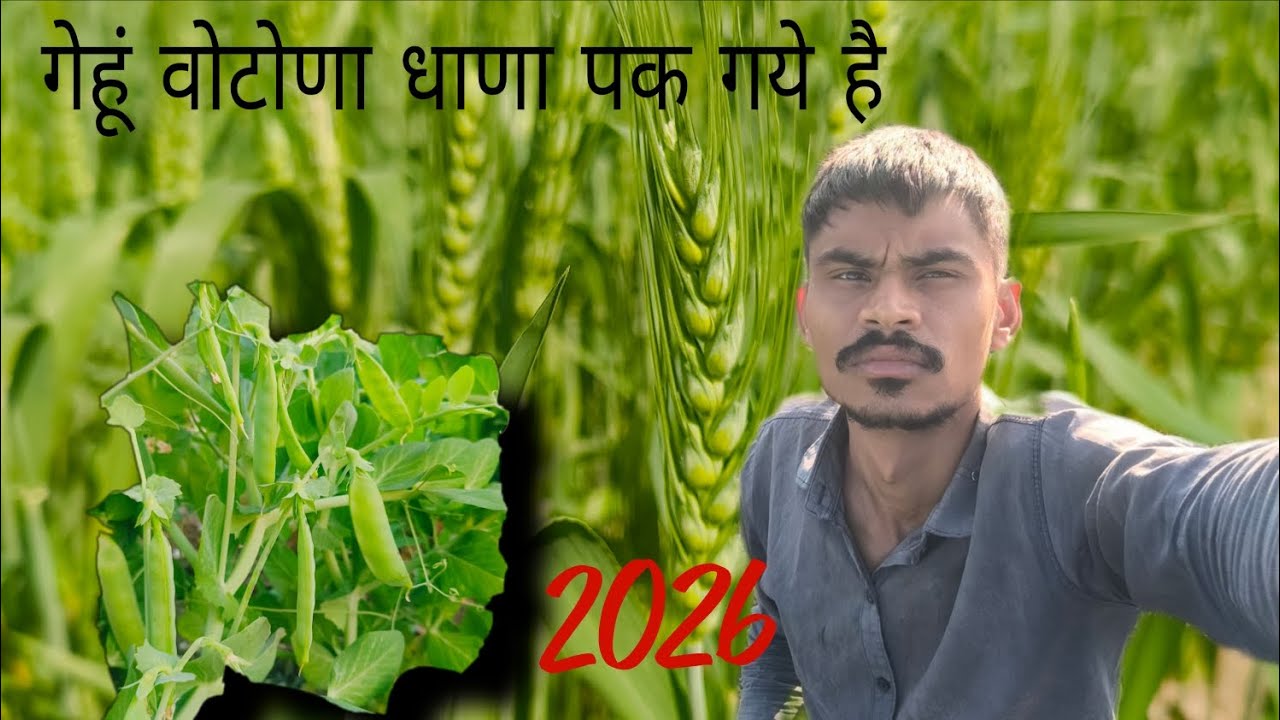🙏वोटोणा धाणा गेहूं कि 💐 कूछ दिने में मोसम चालू हो ने वाली है ❗ वीडियो जरूर देखें