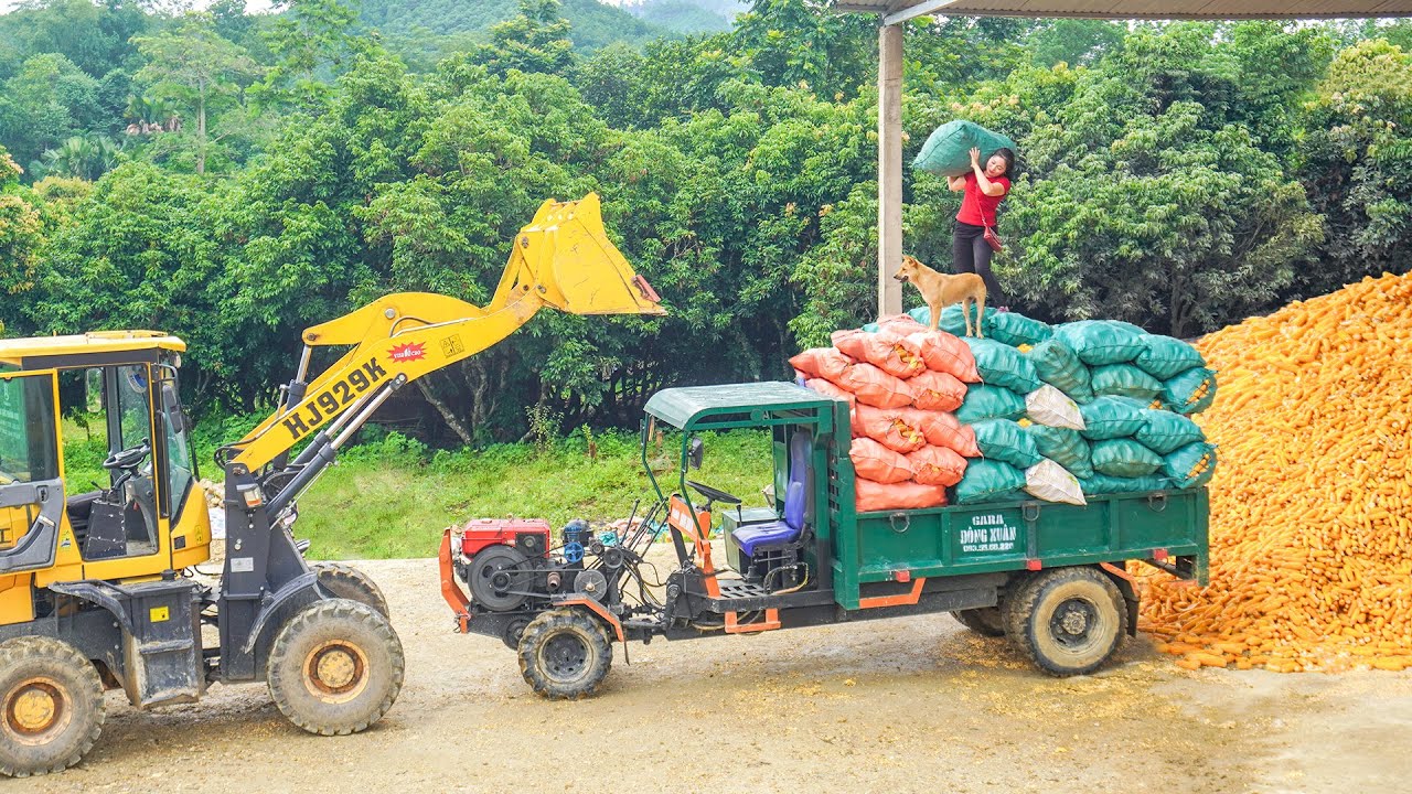 Harvesting a Truckload of Corn From Villagers To Sell - Farm Life - Daily Farm