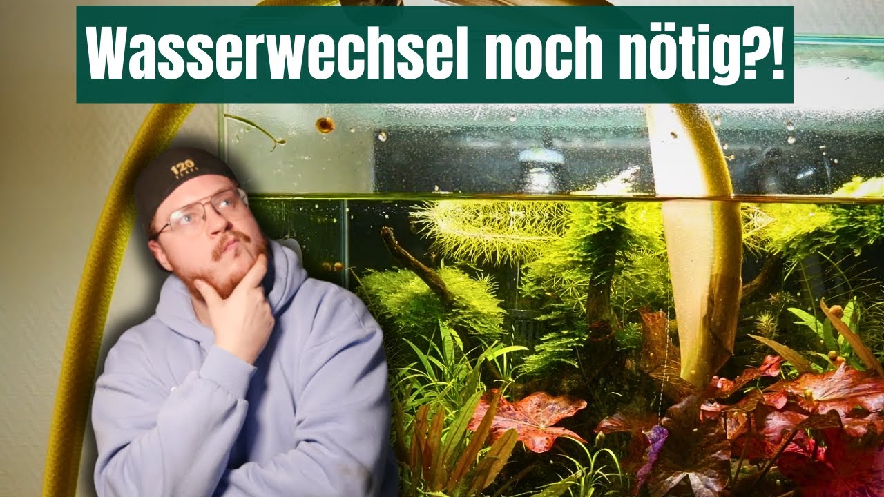 Wasserwechsel im Aquarium: Pflicht oder unn&ouml;tig? Realtalk! 🤔