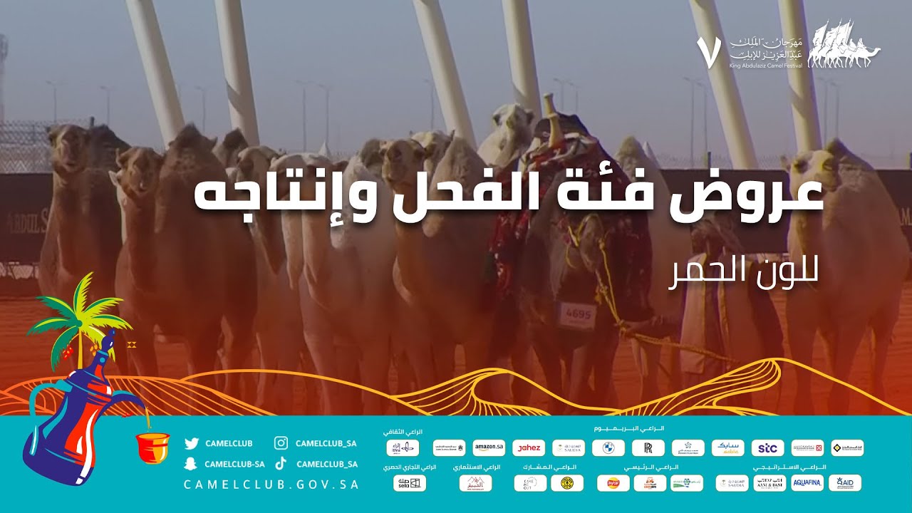 عروض فئة الفحل وإنتاجه للون الحمر ضمن منافسات #مهرجان_الملك_عبدالعزيز_للإبل7