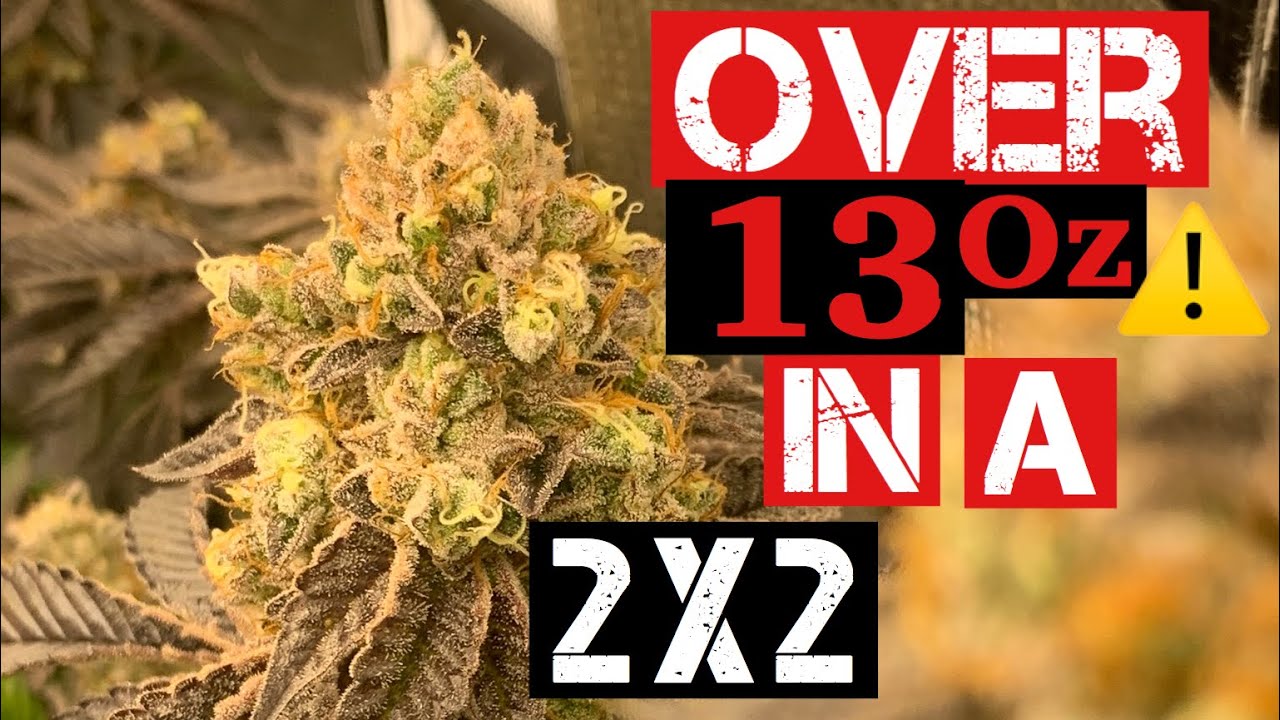HOW I GREW 13oz IN A 2x2 step by step