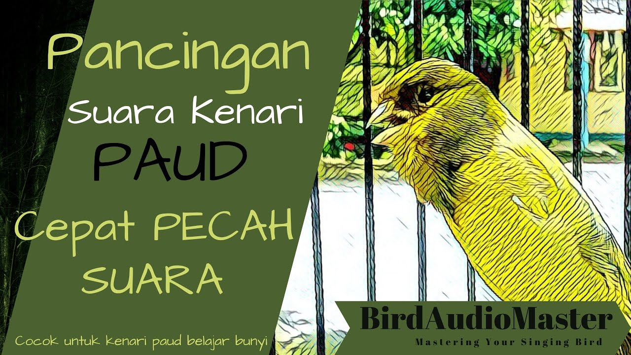 Pancingan Burung Kenari Paud Agar Bunyi dan Cepat Pecah Suara