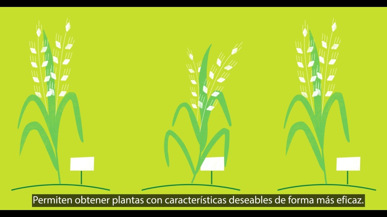 ¿QUÉ SON LAS NUEVAS TÉCNICAS DE EDICIÓN GENÉTICA?
