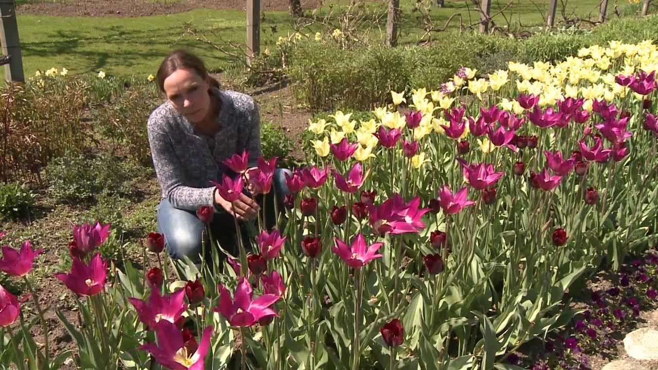 Plantera tulpanlökar med Vellingeblomman