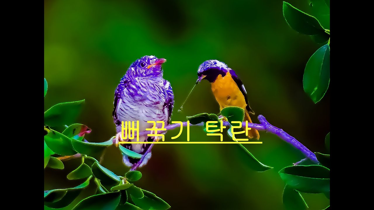 뻐꾸기 탁란육아