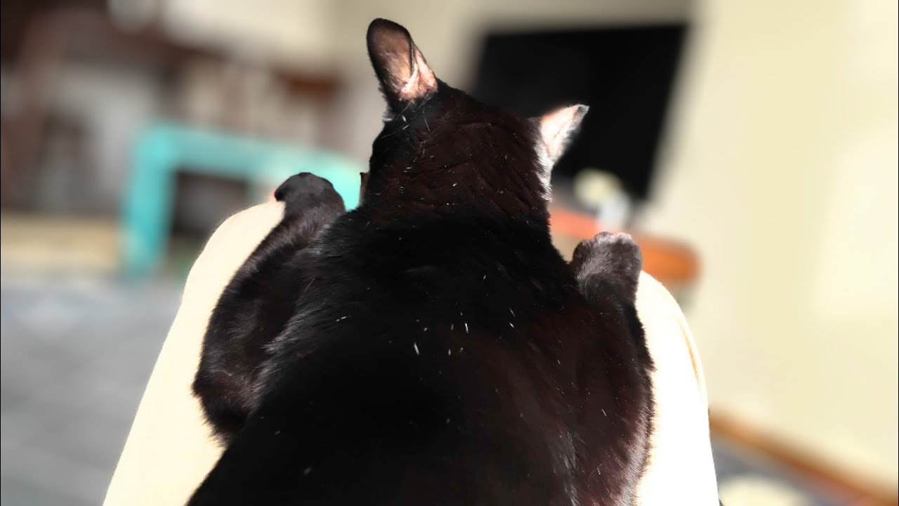 出かけて帰って来たら寂しかったのか貼り付いてどかなくなっちゃた黒猫