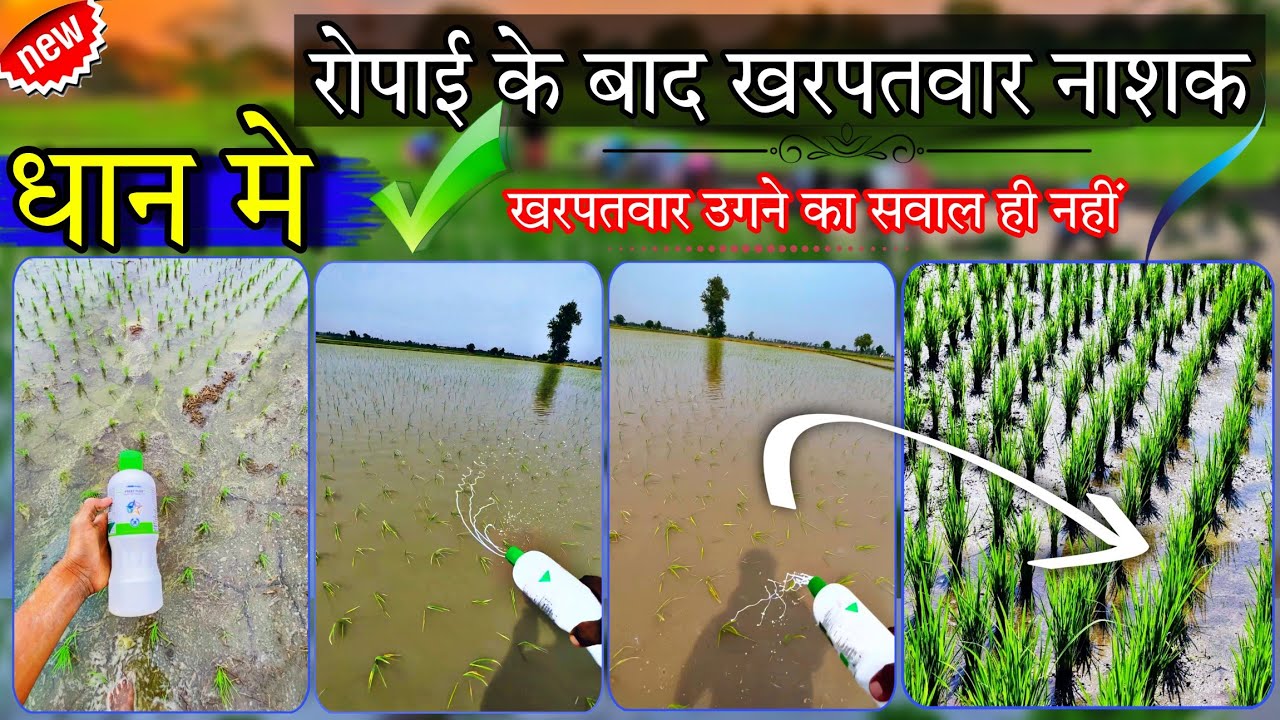 धान मे बेस्ट खरपतवार नाशक | रोपाई के समय कौन सी खरपतवार नाशी दवाई डालें | Pretilachlor 37% Harbicide