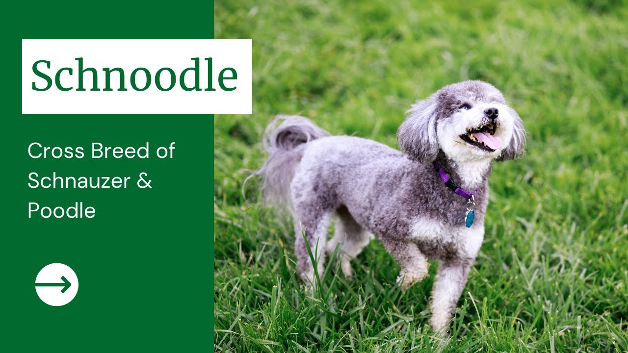 Schnoodle: Schnauzer & Poodle