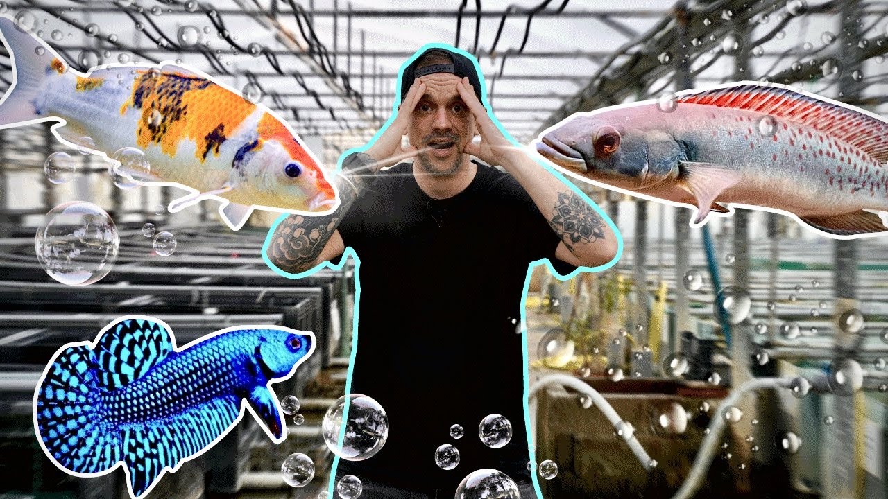 ON ACHÈTE DES NOUVEAUX POISSONS CHEZ UN GROSSISTE 🤯! - TOOPET