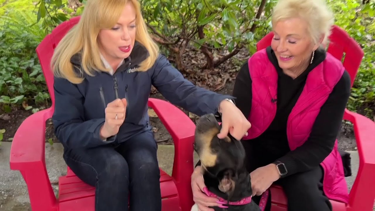 Pet CHEK: Sweet mama dog Jade is looking for a loving home