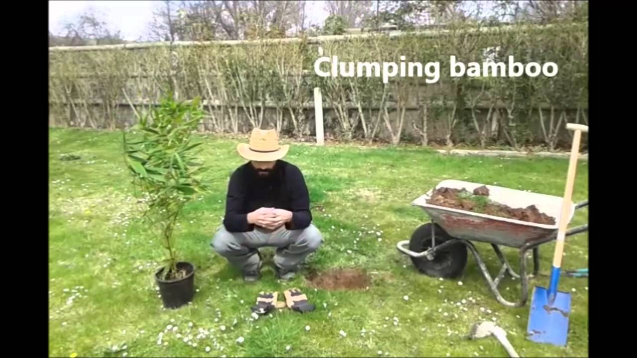 Bambú
