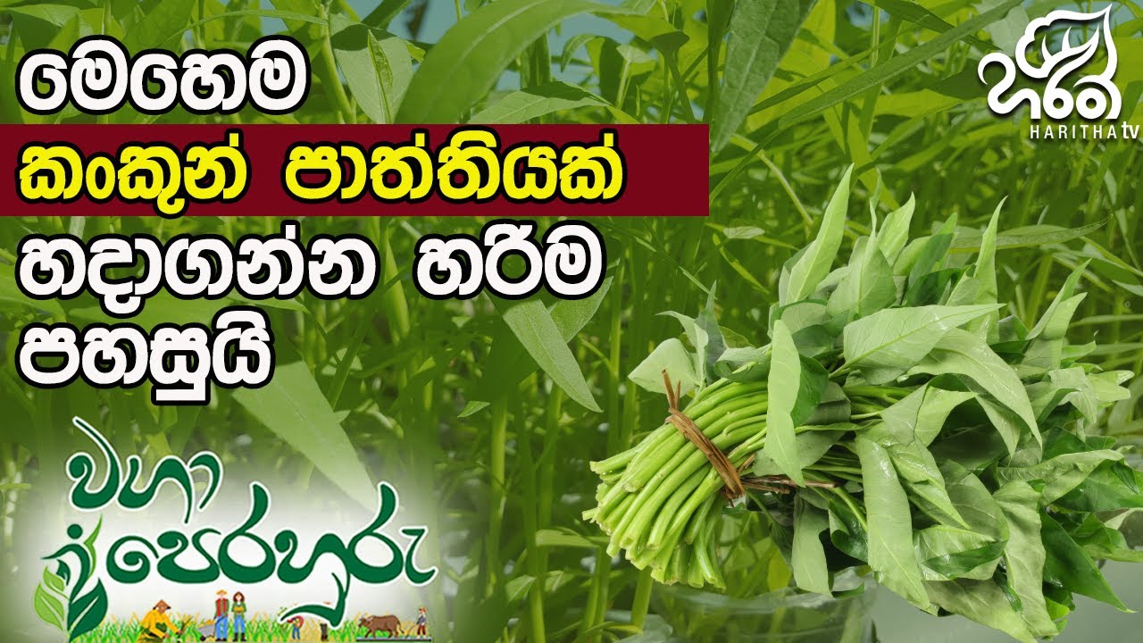 ගෙවත්තේ ඉඩ කළමණාකරනය කරගෙන හරියට වගා කරමු | Haritha Tv | Waga Perahuru | Garden
