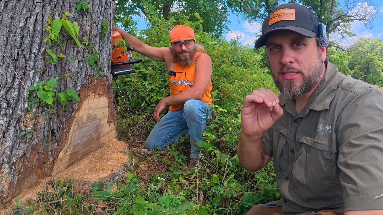Advanced Tree Felling Techniques with the State Logger of the Year