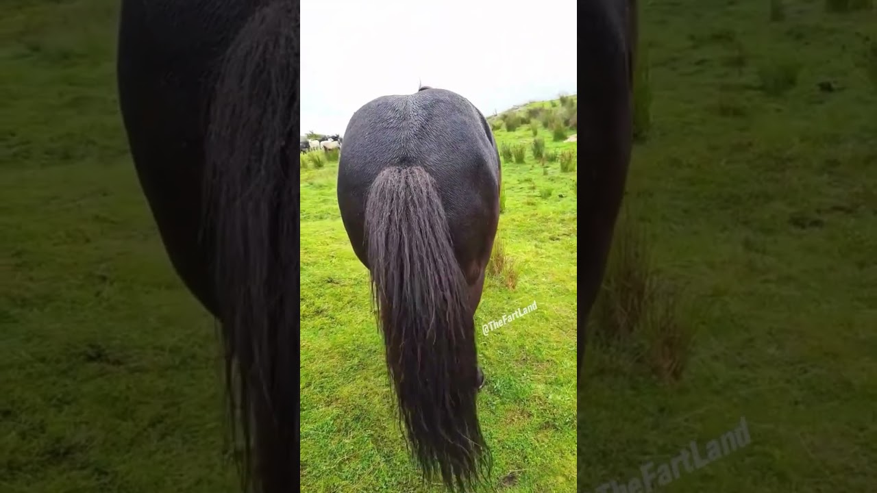 Best Horse Farts🔥💨 
