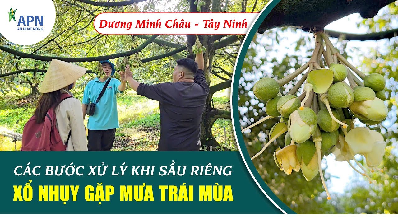 APN - CÁC BƯỚC XỬ LÝ KHI SẦU RIÊNG XỔ NHỤY GẶP MƯA TRÁI MÙA | DƯƠNG MINH CHÂU - TÂY NINH #saurieng