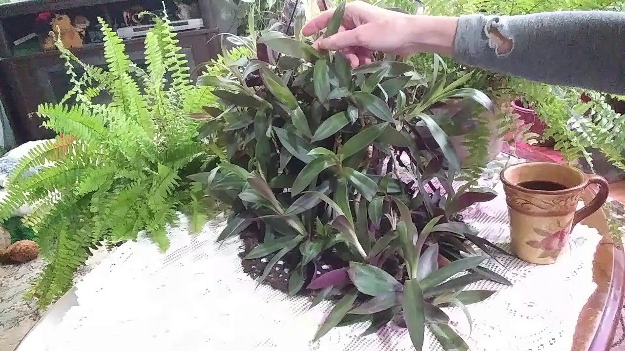 Boat Lily Care... Tradescantia Spathacea