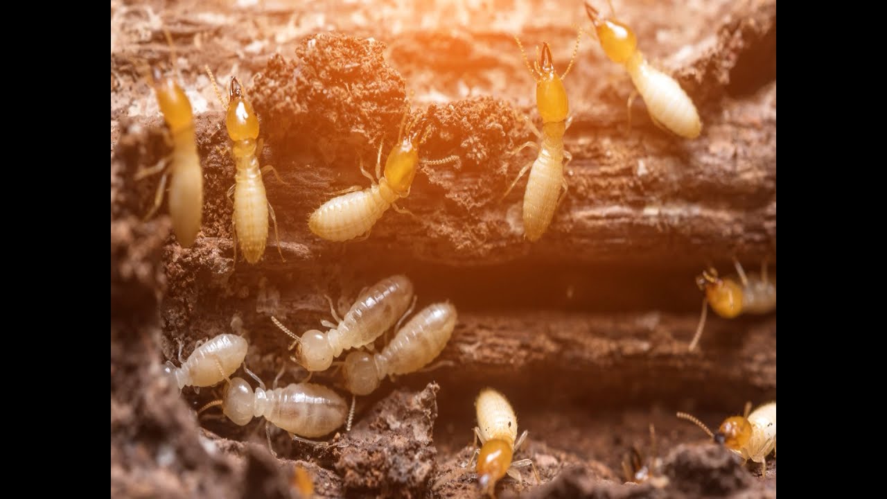 How Accurate Termite helps YOU keep PESTS out