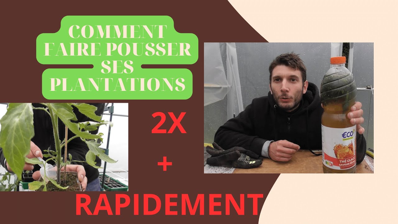 Comment Faire Pousser PLUS RAPIDEMENT Ses Plantations I FORTIFIANT Produit 100% Naturel qui coute 0€