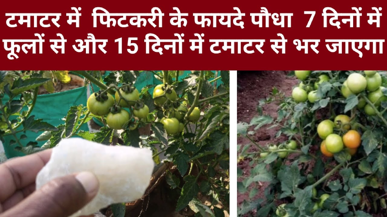 टमाटर में फिटकरी के फायदे पौधा 7 दिनों में फूलों से और 15 दिनों में टमाटर से भर जाएगा। #fertilizer