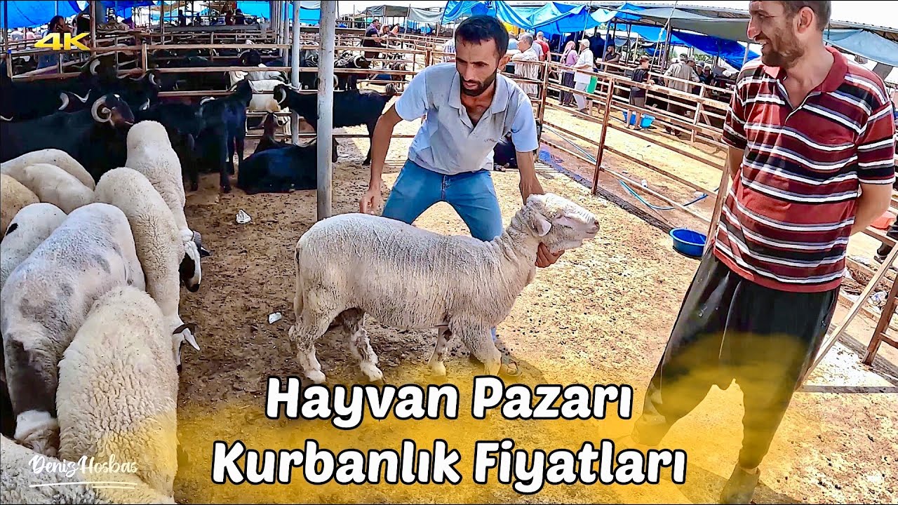 Osmaniye Kadirli Kurbanlık Küçükbaş Hayvan Pazarı. Kurbanlık Fiyatları