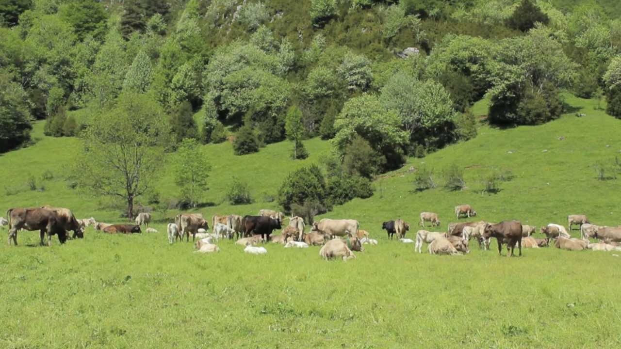Ternera Valle de Broto, Porque Huesca tiene Magia