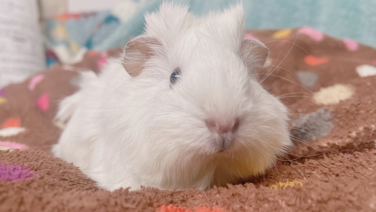 天使のようなモルモットをお迎えしました