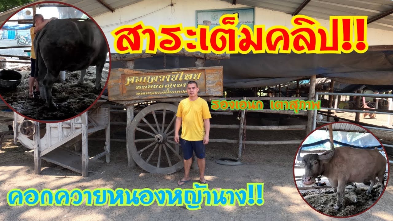 #ควายงาม #ควายไทย คำแนะนำสำหรับมือใหม่!!กับท่านรองเอนก เตาสุภาพ คอกควายไทยหนองหญ้านาง อุทัยธานี