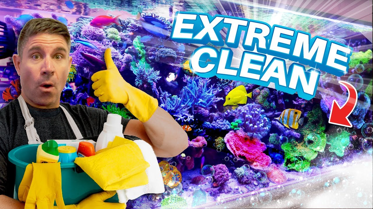 How Clean Is Your 400 Gallon Reef Tank?
