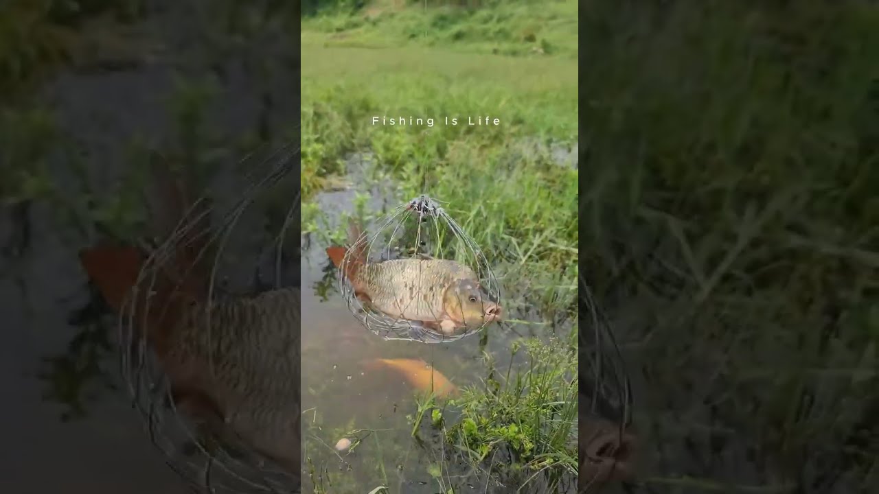🎣 Fishing for LIFE in a Desi Village | A Day of Traditional Fishing in Rural Life 🌾 Village Ltd