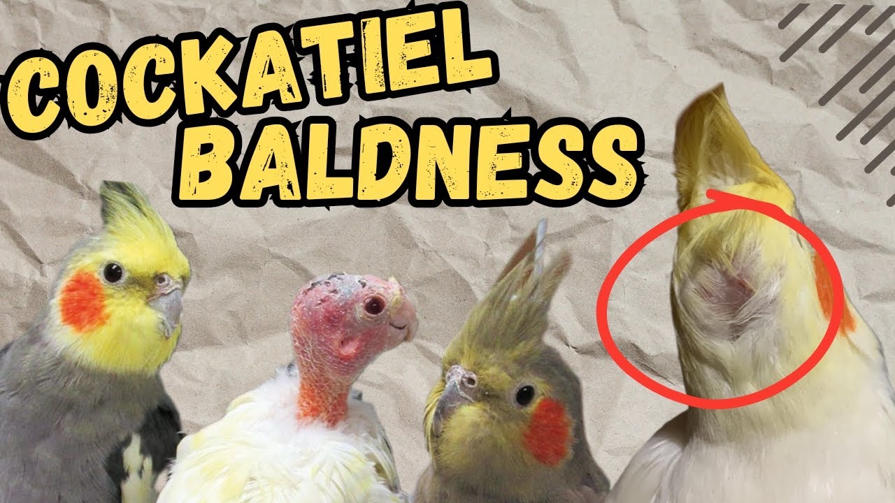 Cockatiels Baldness: Causes, Treatment, and Prevention
