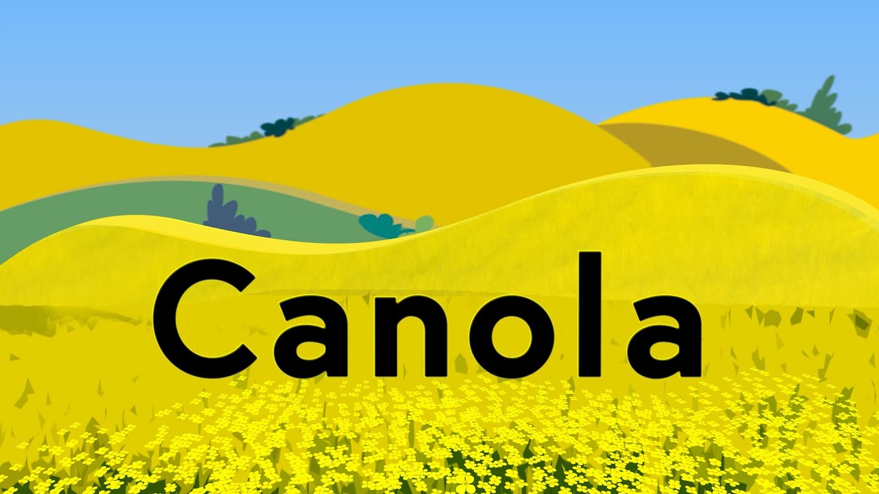 Canola Expliqu&eacute;