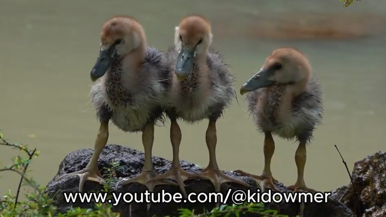MAGPIE GOSLINGS approx 1 month old @Mandai Bird Paradise, Singapore 