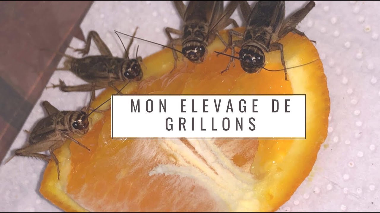 Elevage de grillons - #02