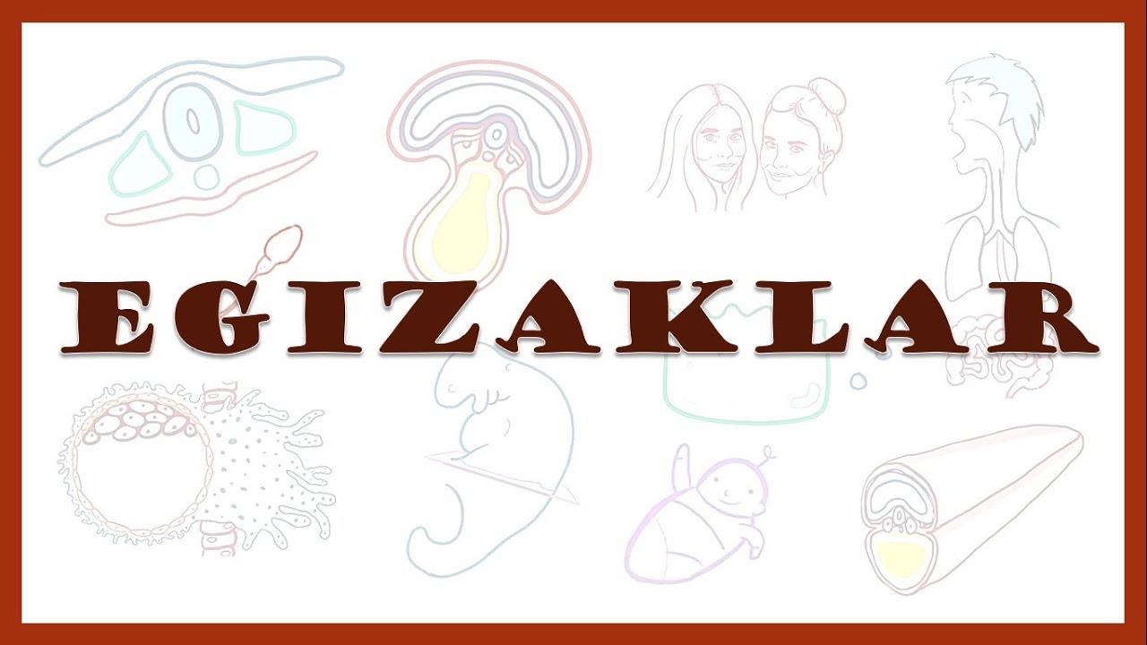 Egizaklar | Monozygotic and dizygotic twins